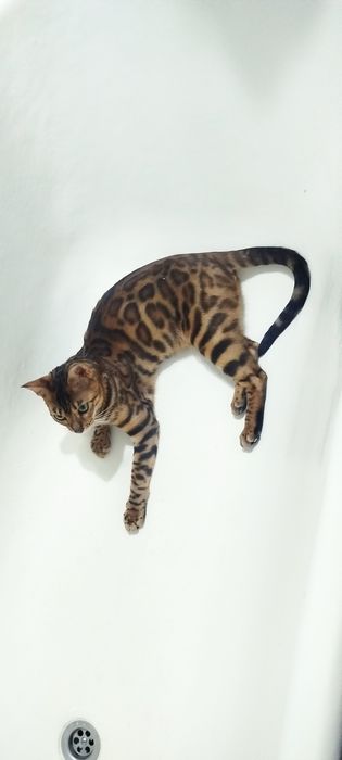 Кот бенгальский чистокровный