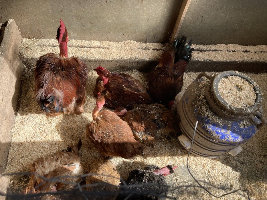 Oua incubat olive egger, australorp, gat golas, rate motate cu polare