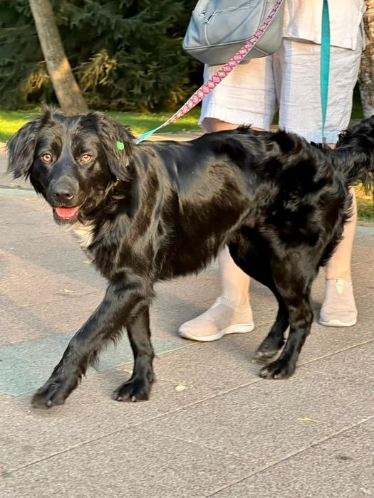 Собака ищет дом и семью