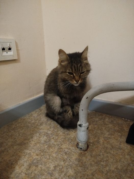 Отдам кота в добрые руки