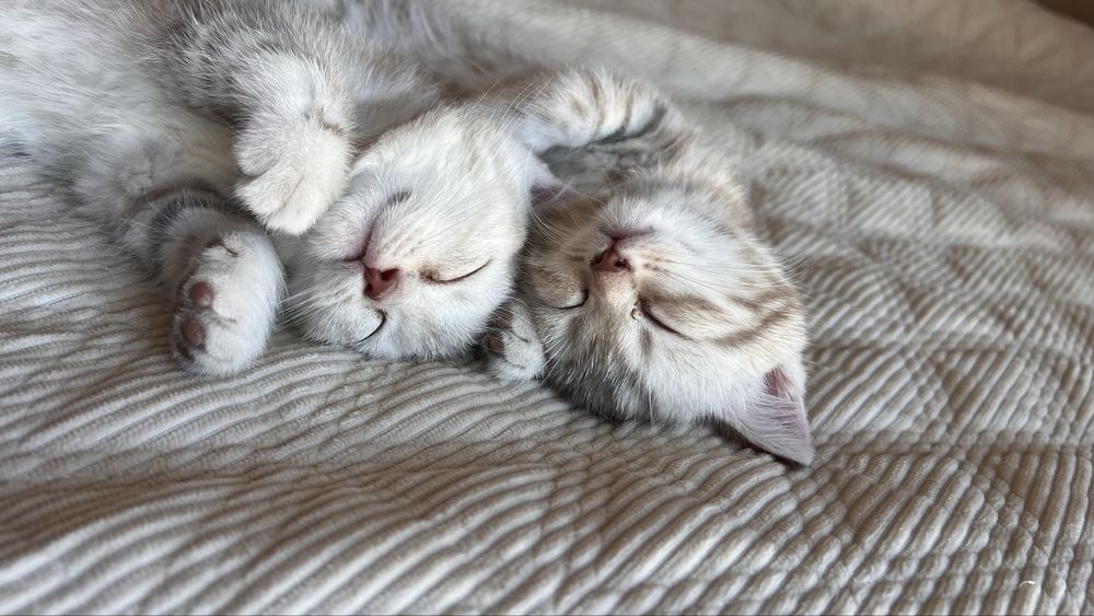 Котенок шотландский мальчик