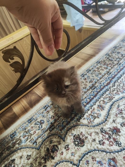 Продается котенок