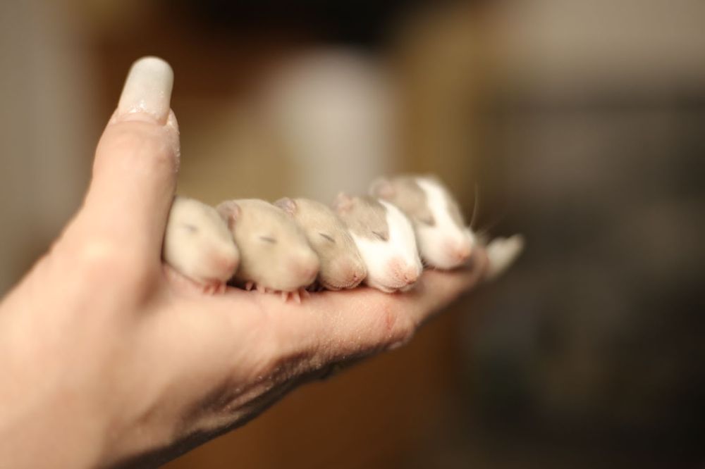 Дамбо крысята хаски