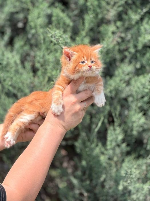 Котята породы мейнкун