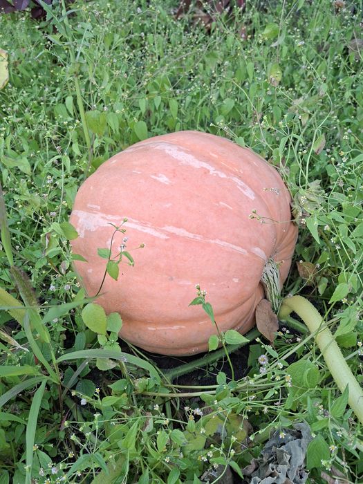 Продам тыкву крупная