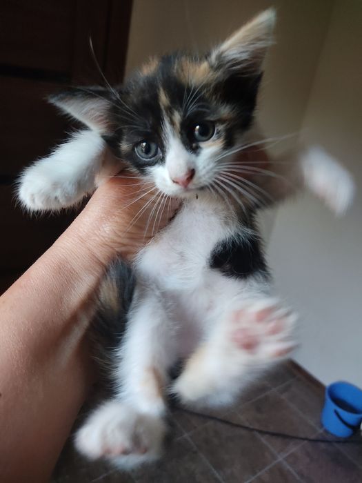 Котёнок в добрые руки,девочка