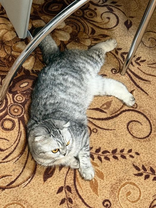 Отдам кошку стерелизованную