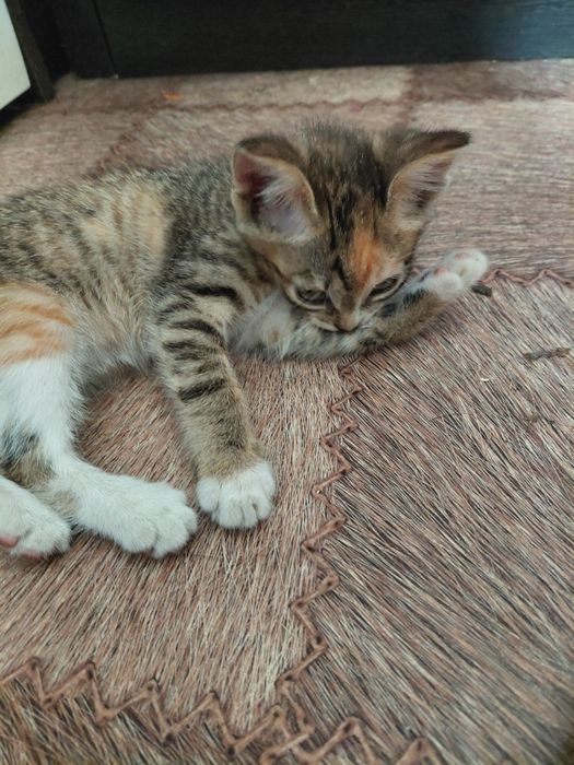 Отдам кошечку 2 месяца