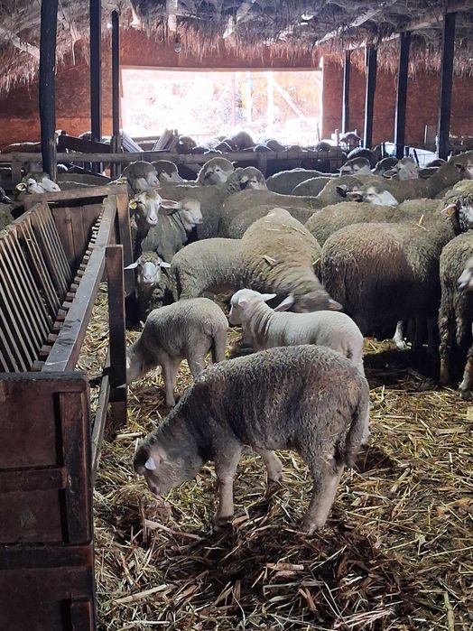 Vand 100 oi merinoase