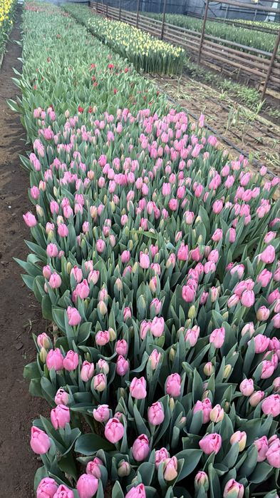 Тюльпаны оптом