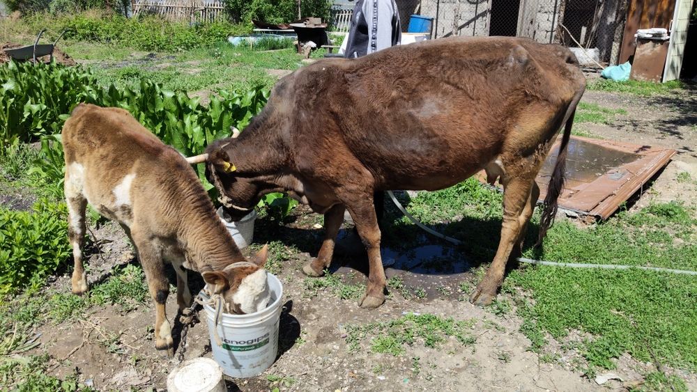 Срочно продам корову с телёнком