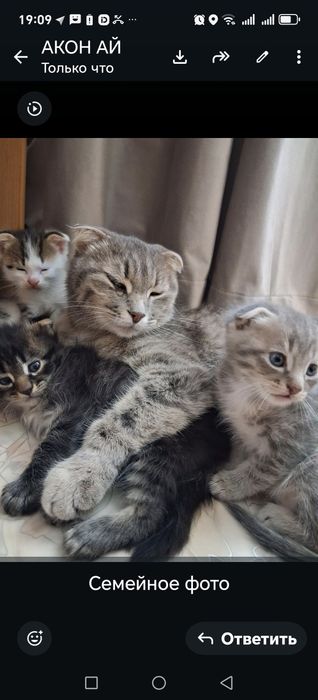 Животными мир кошки котята