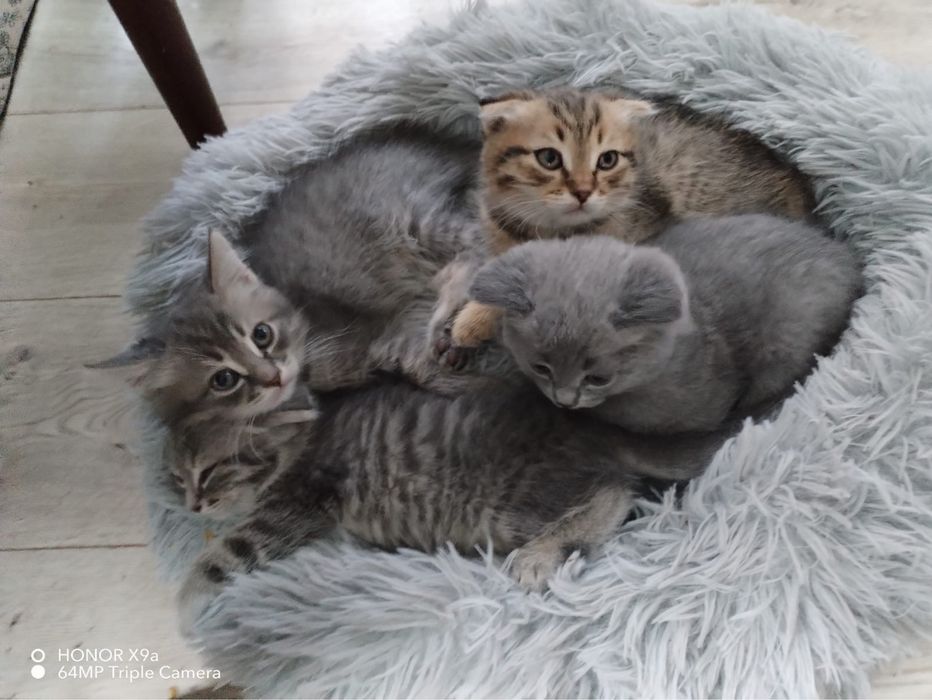 Продам    Котят.