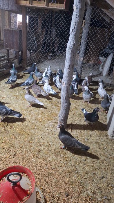 Vând porumbei voiajori maturi și tineri