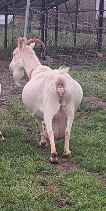 Vand   capra sannen foarte bună de lapte