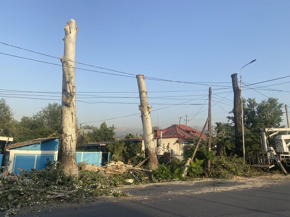 Спил дерева , Агаш  кесемыз профи