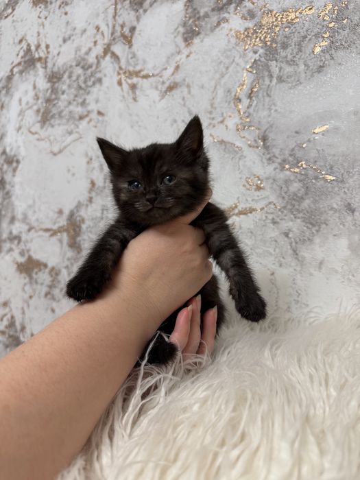 Продам шоколадную шотландку