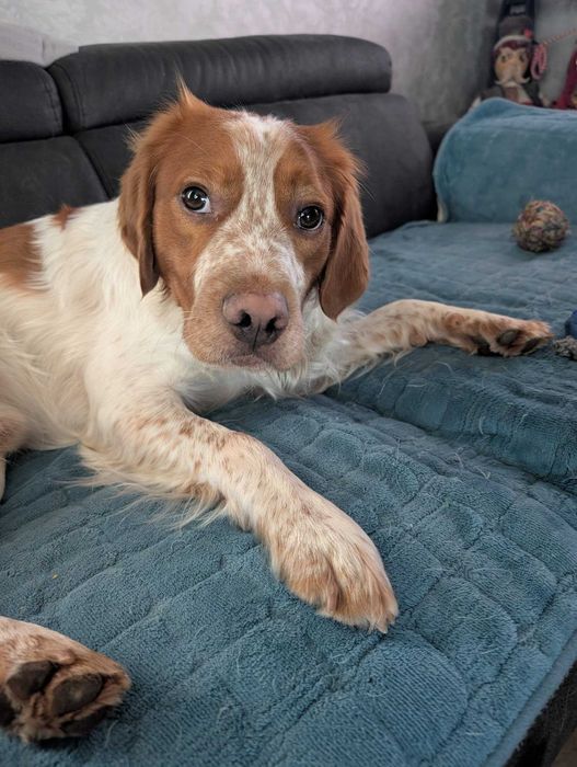 ТЪРСИ СЕ! Изгубено / Откраднато куче край Костинброд