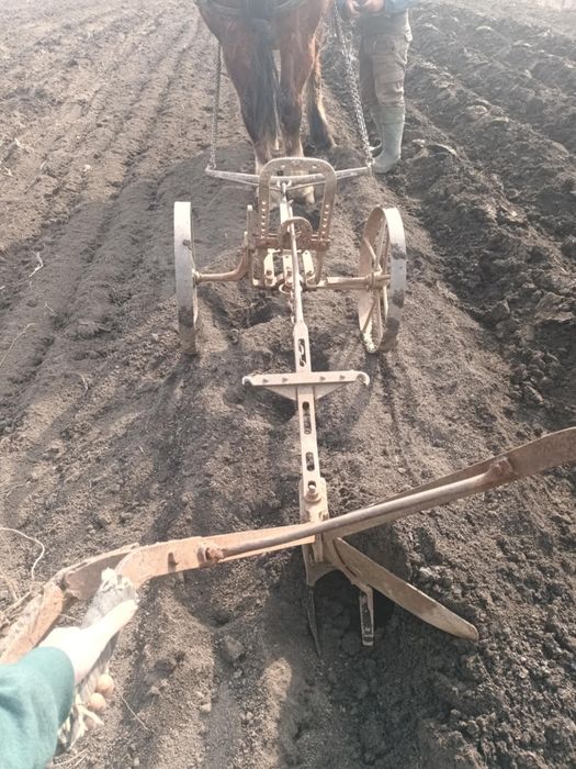 Cal tracțiune 7 ani cu caruta plug etc..