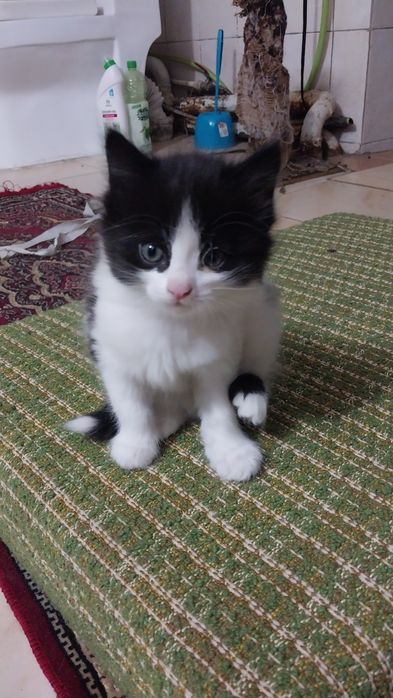 Отдам котят в добрые руки