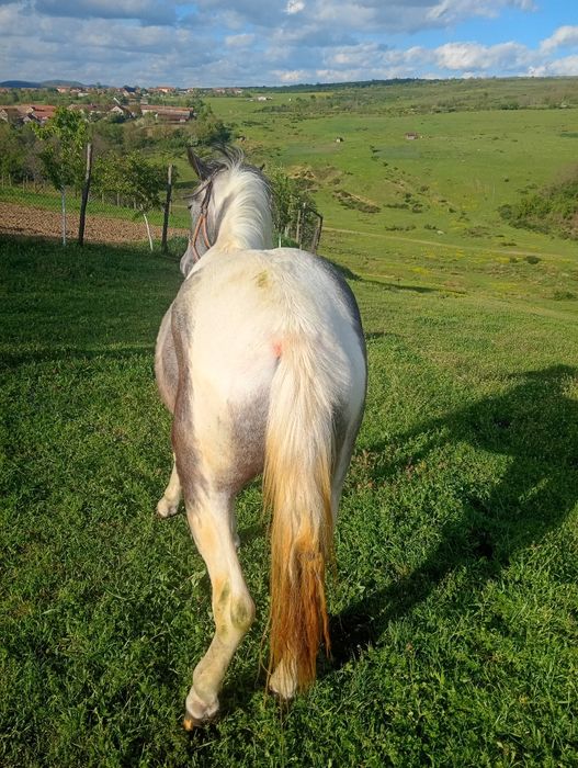 Vind mânza de 1 și 2 luni
