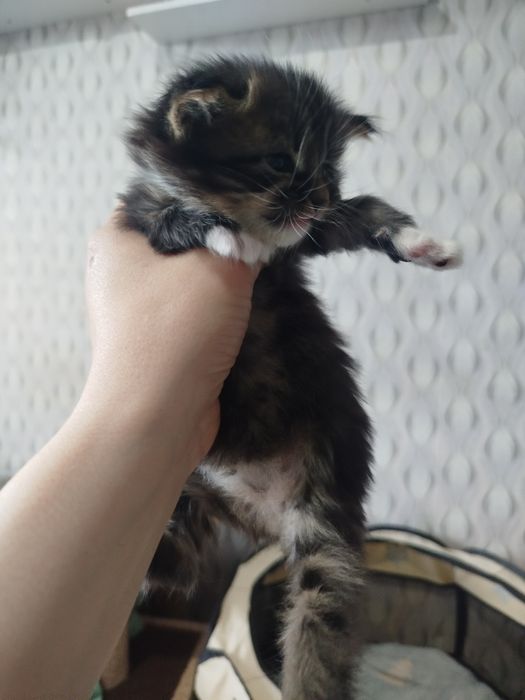 Открыта бронь на котят.