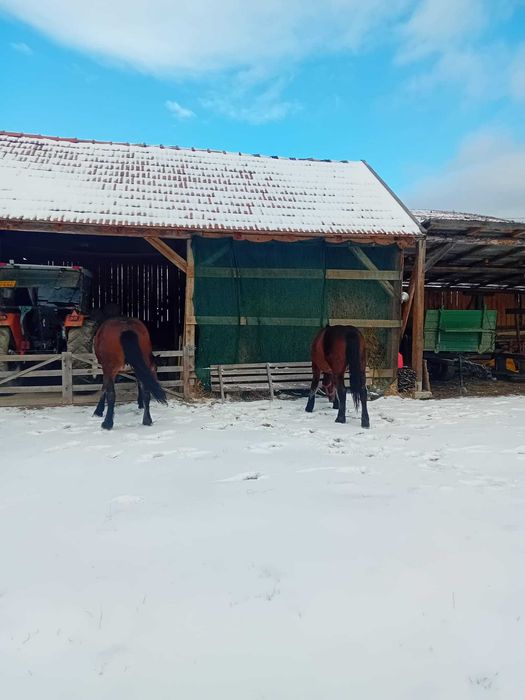 Iapa cu mănz de vânzare