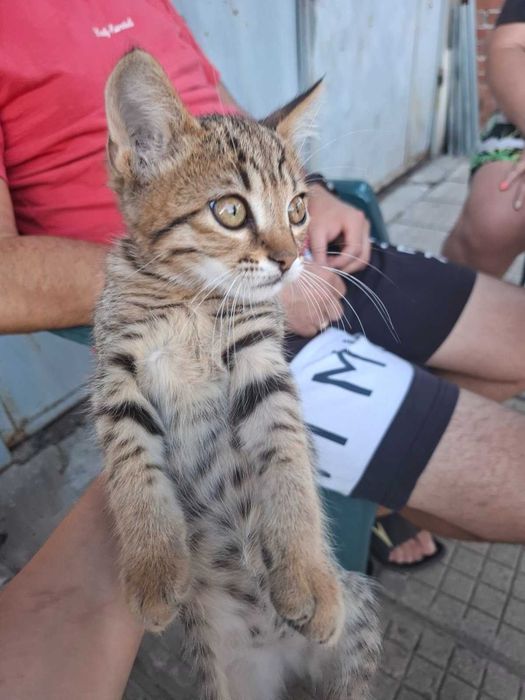 Подарявам котета