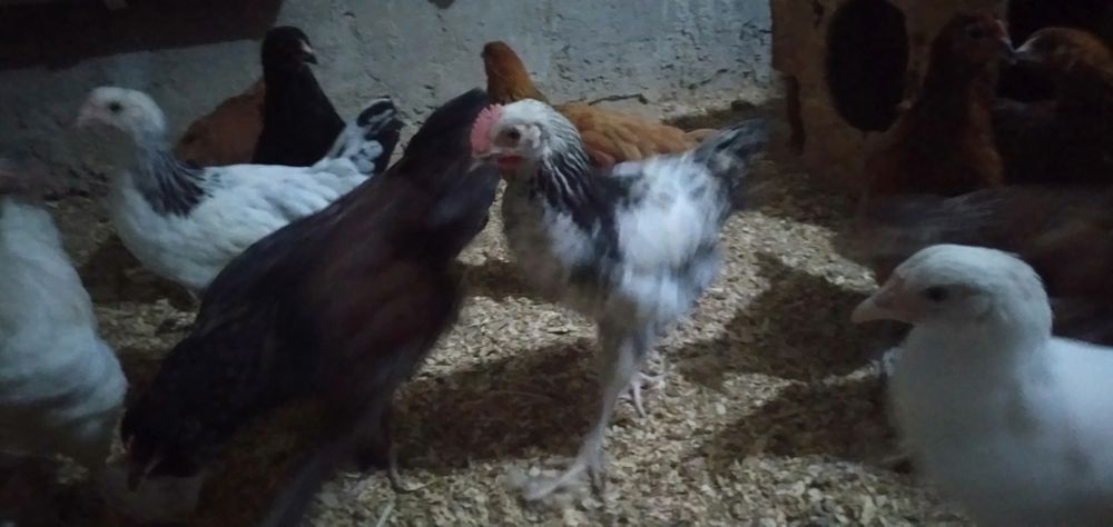 Продам цыплят.2,5месяца