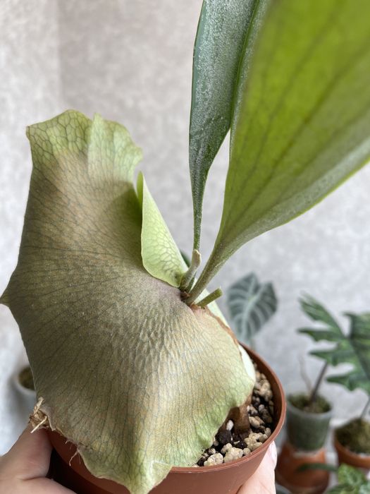 Папоротник платицериум бифуркатум