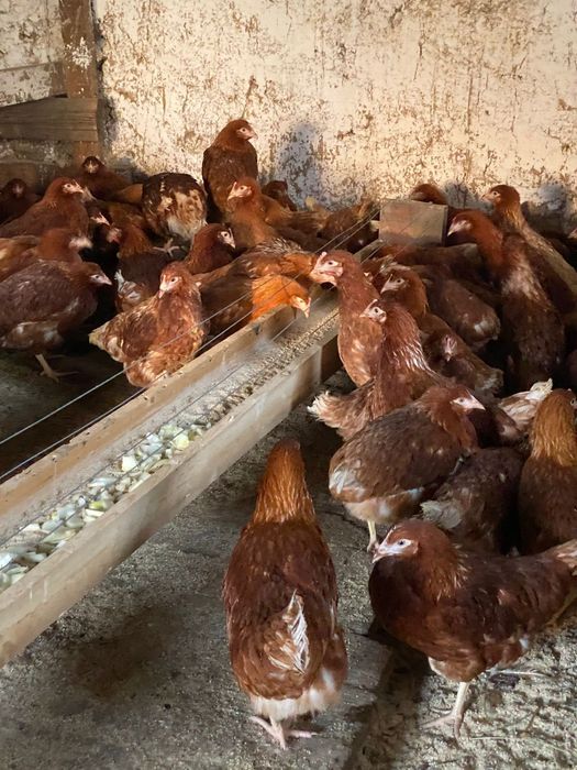 Несущки Ломан Браун