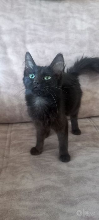 Котята бесплатно
