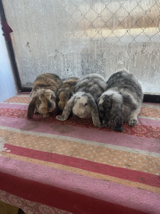 Iepuri berbec german