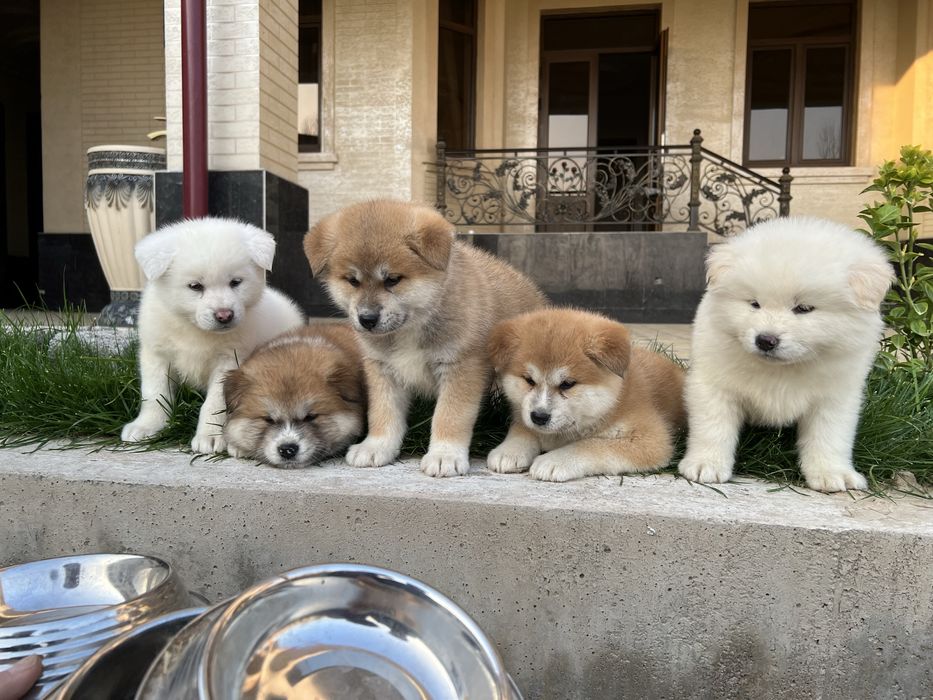 Акита ину (хатико)