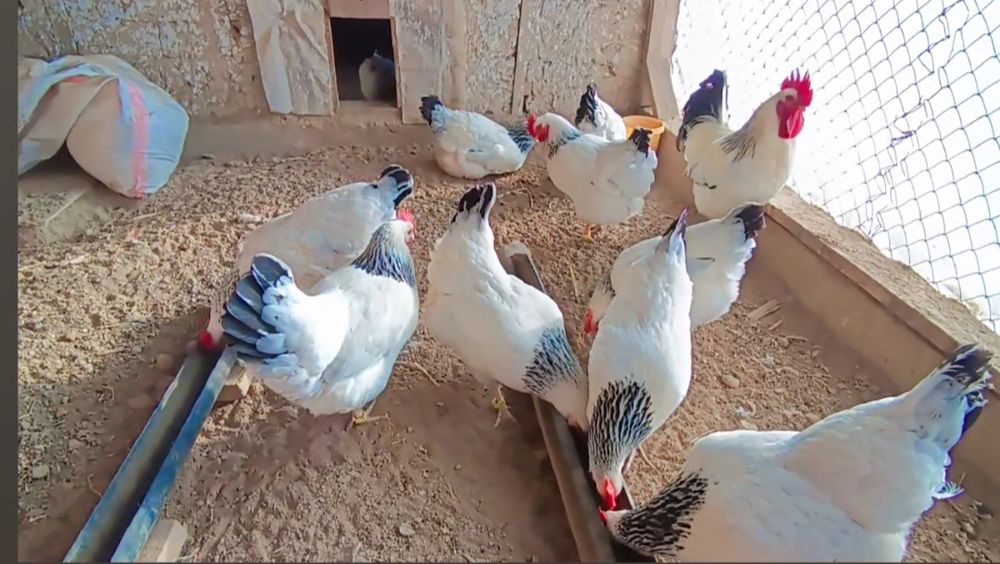 Адлер балапандар сатылады.