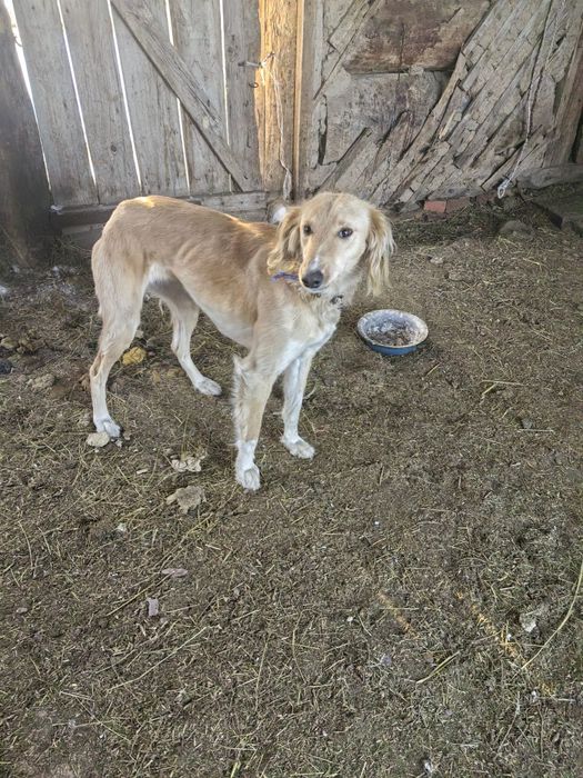 Тазы рабочий ургашы