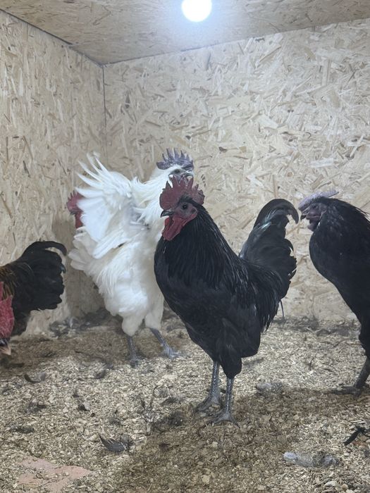 Продам породистых петухов
