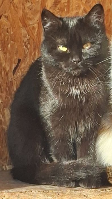 Милые котята 3 мес кошечки 8 мес