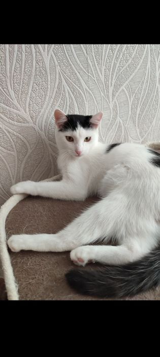 Котята подростки в добрую семью