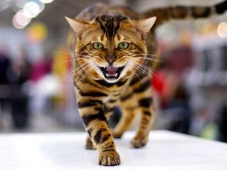 БЕНГАЛЫ- котята! ШИК и Блеск