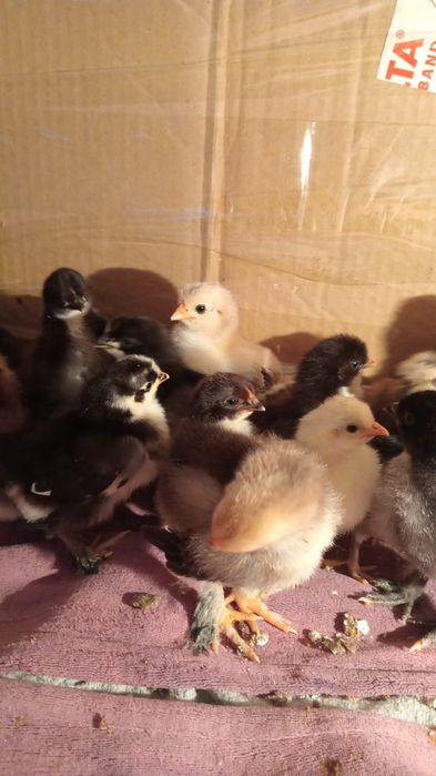 Продам цыплят. 1 неделя.