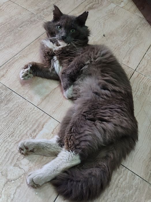 Продам котят в хорошие руки