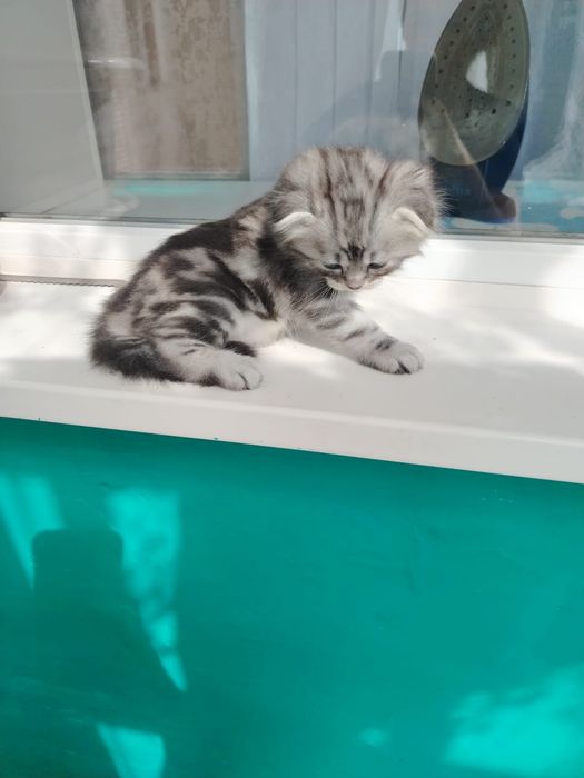 Шотландский котенок
