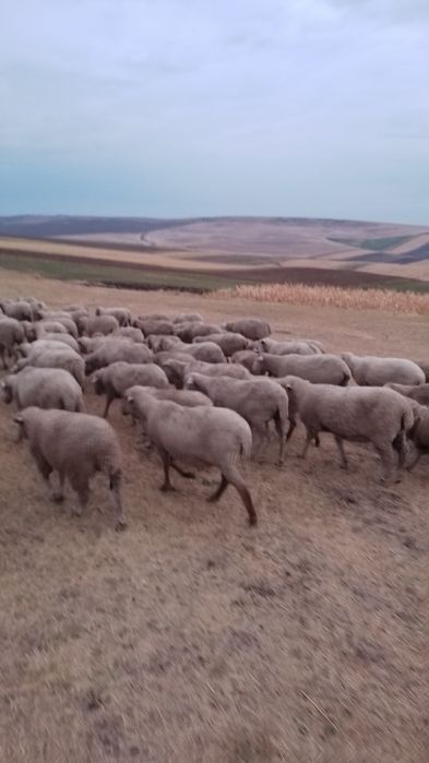 Vind 200 de oi merinos de Palas
