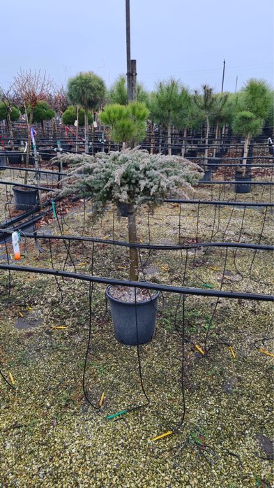 Juniperus pe picior ienuper