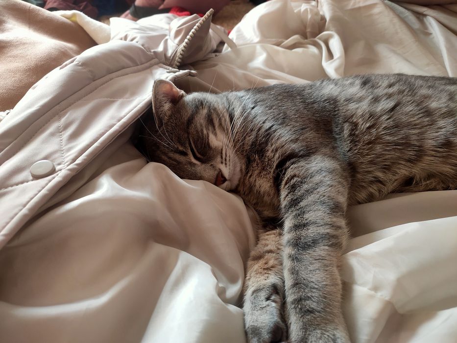 Отдам кота в добрые руки