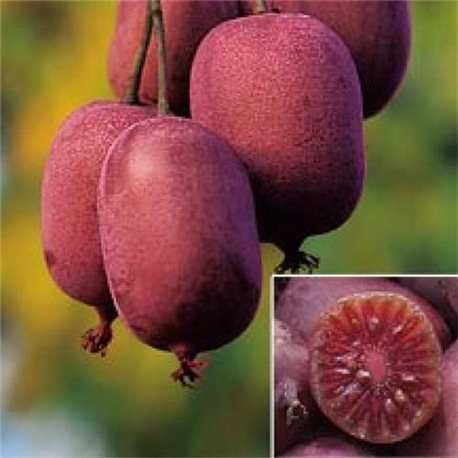 Червено киви - Налични 4 сорта Студоустойчиви