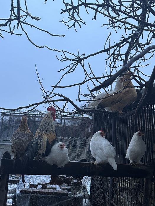 Vand gaini americane