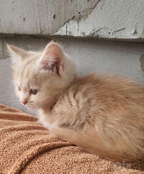 Отдам котят рыжая и свистулька