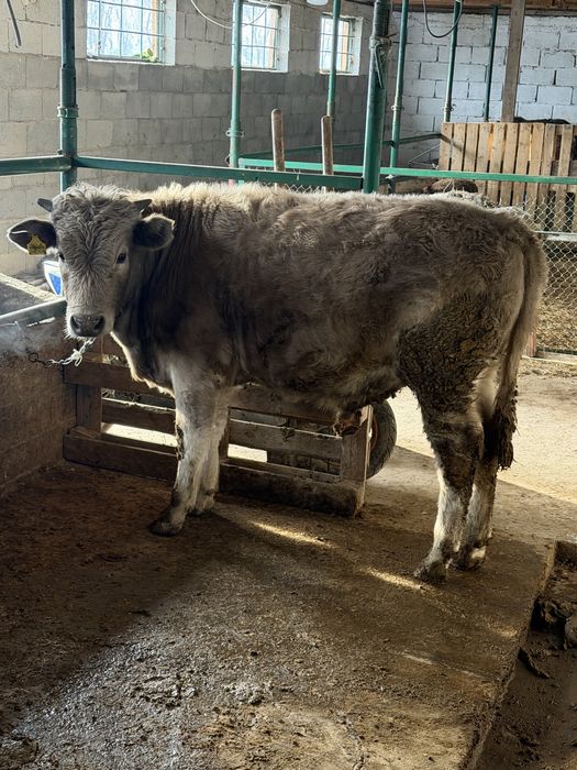 Бычки на продаже